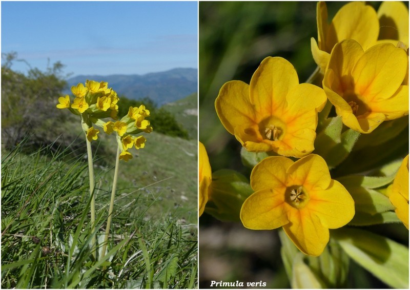 Monte Doro e Cima della Laghetta, le orchidee e i loro ambienti - luglio 2025.